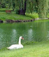 07822 swan by water